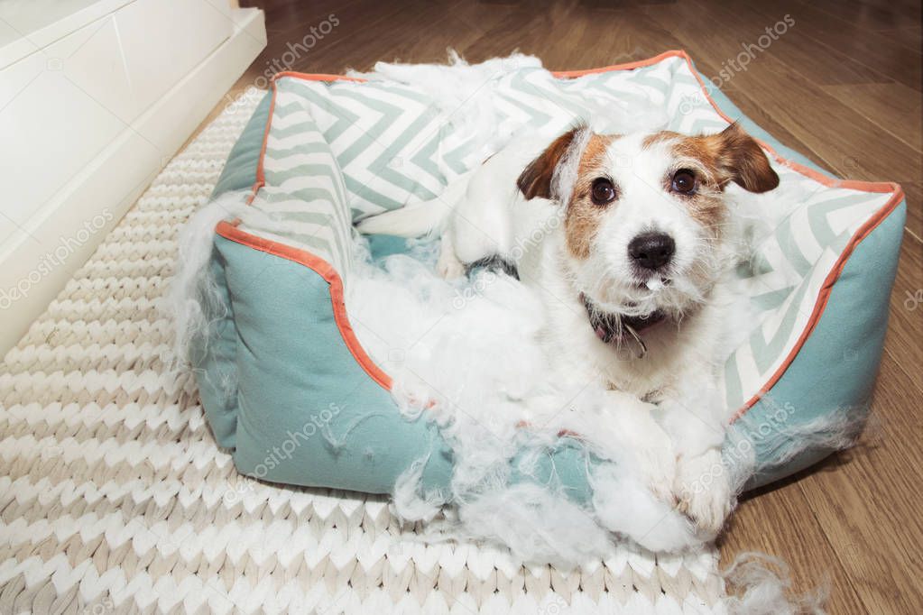 bad naughty dog destroyed its pet bed with innocent face express