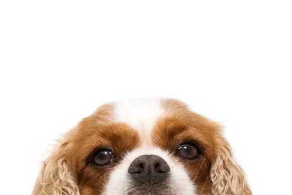 Portret z bliska ukryć kawalerski pies z dużymi uszami. Izolacja dnia — Zdjęcie stockowe