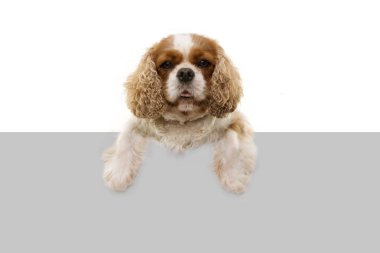 Beyaz gri boşlukta pençeleri olan sevimli, süvari bir köpek. Iso.