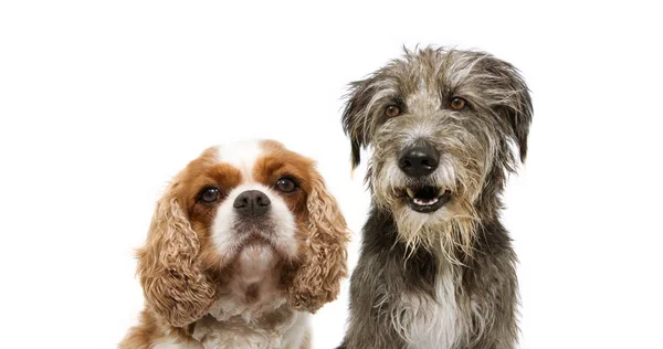 Portre grubu iki köpek, süvari ve safkan bir sokak köpeği.