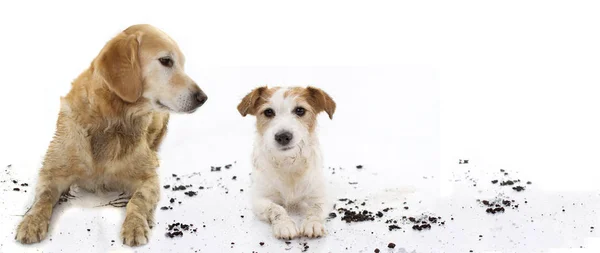 Banner dva legrační špinaví psi po hraní v kaluži bláta. Izolované — Stock fotografie