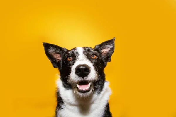 Retrato Feliz Fronteira Collie Cão Isolado Sobre Fundo Amarelo — Fotografia de Stock