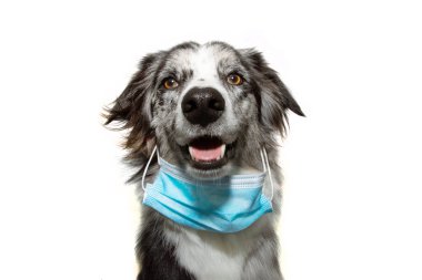 Yavru köpek, enfeksiyon veya hava kirliliğinden korunmak için maske takıyor. Coronavirus. . 