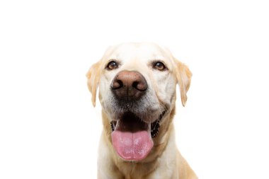 Yaşlı ve dilsiz Golden Retriever köpeği. Beyaz arkaplanda izole.