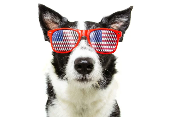 Independence Day 4Th July Border Collie Dog Isolated White Background — Stock Photo, Image