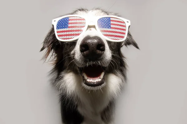 4 Temmuz 'da Bağımsızlık Günü, Collie Dog. Gri arkaplanda izole.
