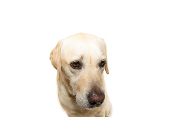 Smutný Labrador Retrívr Byl Potrestán Izolováno Bílém Pozadí — Stock fotografie