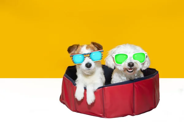 Dwa Psy Latem Basenie Okularach Przeciwsłonecznych Izolacja Żółtym Tle — Zdjęcie stockowe