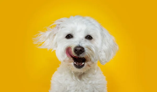 Funny dog linking its lips with tongue out. Isolated on yellow background.