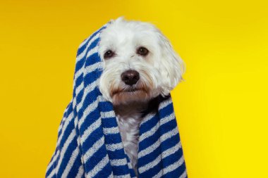 Mavi çizgili havluya sarılı yavru köpek yazı. Sarı arkaplanda izole edilmiş.