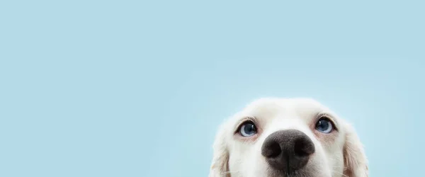 Pankart mavi gözlü komik köpek yavrusunu saklıyor. Mavi arkaplanda izole.