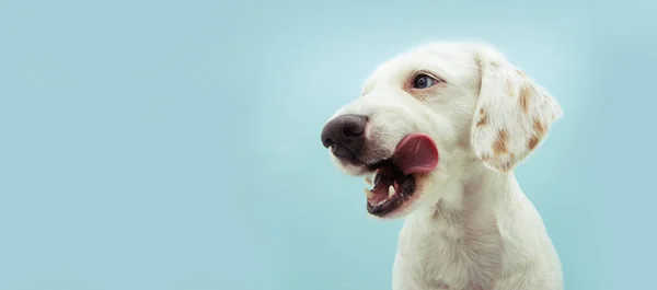 Banner Perro Hambriento Cachorro Lamiendo Con Lengua Sus Labios Aislado —  Fotos de Stock