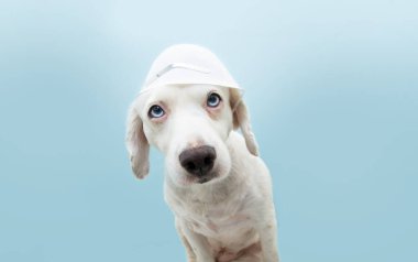 Koruyucu yüz maskesi takan köpek yavrusu. Sağlıklı kavram. Mavi arkaplanda izole.