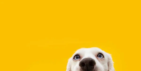 Banner Skrýt Legrační Překvapený Pes Štěně Izolované Žlutém Pozadí — Stock fotografie