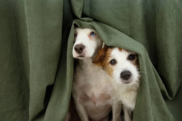 İki korkmuş köpek yavrusu perdeye sarılmış.. 