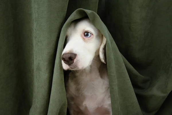 Korkmuş ya da korkmuş köpek yavrusu yeşil perdeye sarılmış.. 