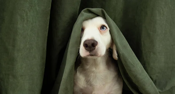 Korkmuş ya da korkmuş bir köpek yavrusu perdeyle saklanıyor.. 