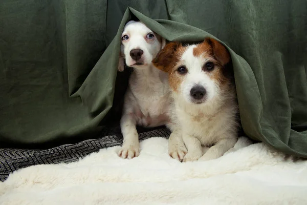 İki korkmuş köpek yavrusu havai fişekler, fırtına ve gürültü yüzünden yeşil bir perdenin arkasına saklanır..