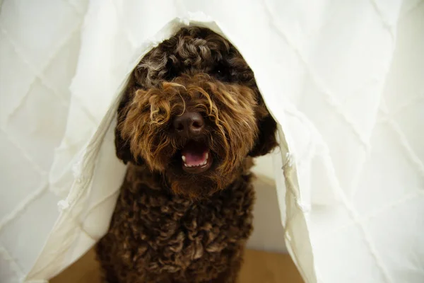 Dog\'s anxiety about fireworks, thunderstorm or loud noises hide under a curtain.
