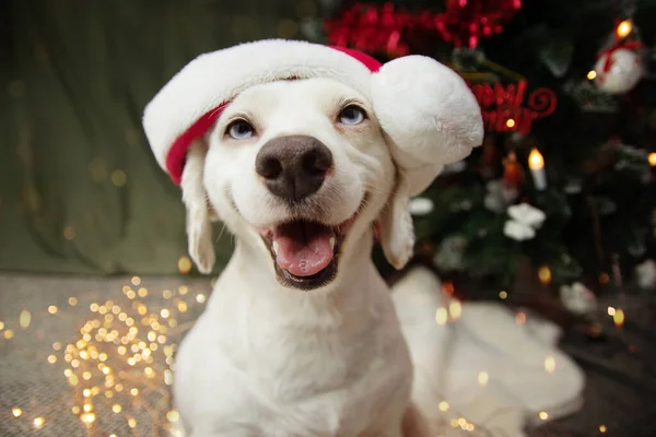 Счастливая Собака Щенок Празднует Праздники Рождественские Елки Огни — стоковое фото