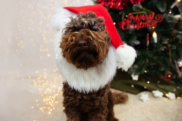 Cão Filhote Cachorro Engraçado Celebrando Natal Com Traje Chapéu Vermelho — Fotografia de Stock