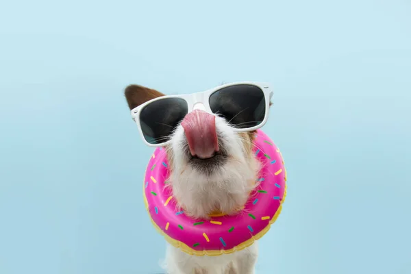 Verão Engraçado Cão Dentro Donut Anel Inflável Isolado Fundo Azul — Fotografia de Stock