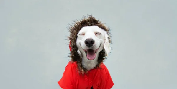 Happy Autumn Puppy Dog Wearing Red Parka Coat Isolated Blue — Stock Photo, Image