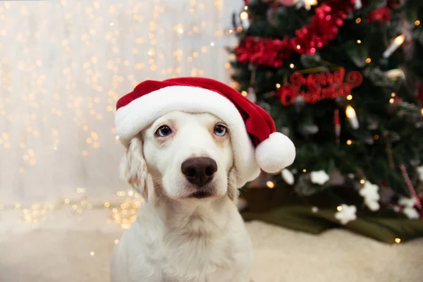 Cão Cachorro Bonito Celerbating Natal Com Chapéu Papai Noel Vermelho — Fotografia de Stock