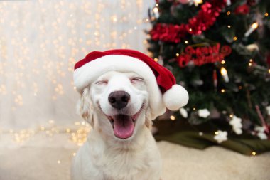 Mutlu köpek yavrusu Noel 'i kırmızı Noel Baba şapkası ve gülümseyen bir ifadeyle kutluyor..