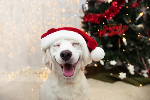 Mutlu köpek yavrusu Noel 'i kırmızı Noel Baba şapkası ve gülümseyen bir ifadeyle kutluyor..