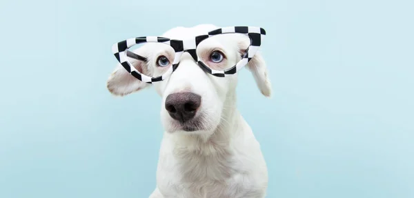 Chien Drôle Portant Des Lunettes Carreaux Pour Carnaval Halloween Costume — Photo