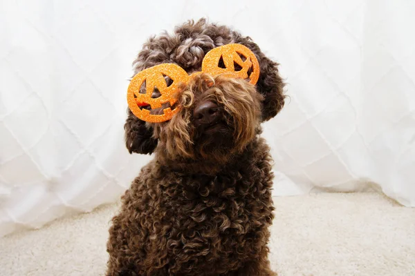 Divertido Perro Caniche Celebrando Halloween Con Gafas Calabaza — Foto de Stock