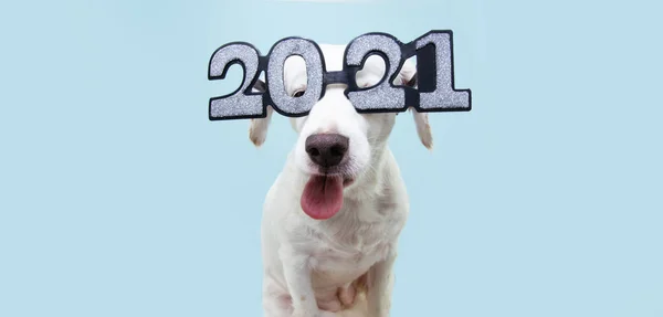 Divertido Perro Mascota Nuevo Año Palanca Lengua Soplando Una Frambuesa —  Fotos de Stock