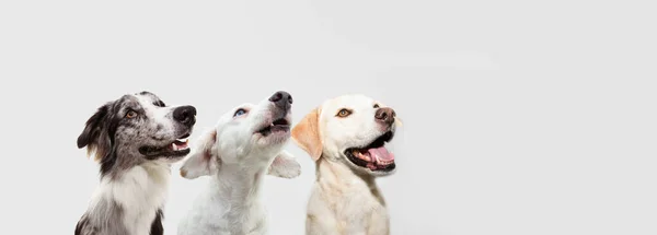 Banner Três Perfil Cães Felizes Surpresos Uma Fileira Olhando Para — Fotografia de Stock