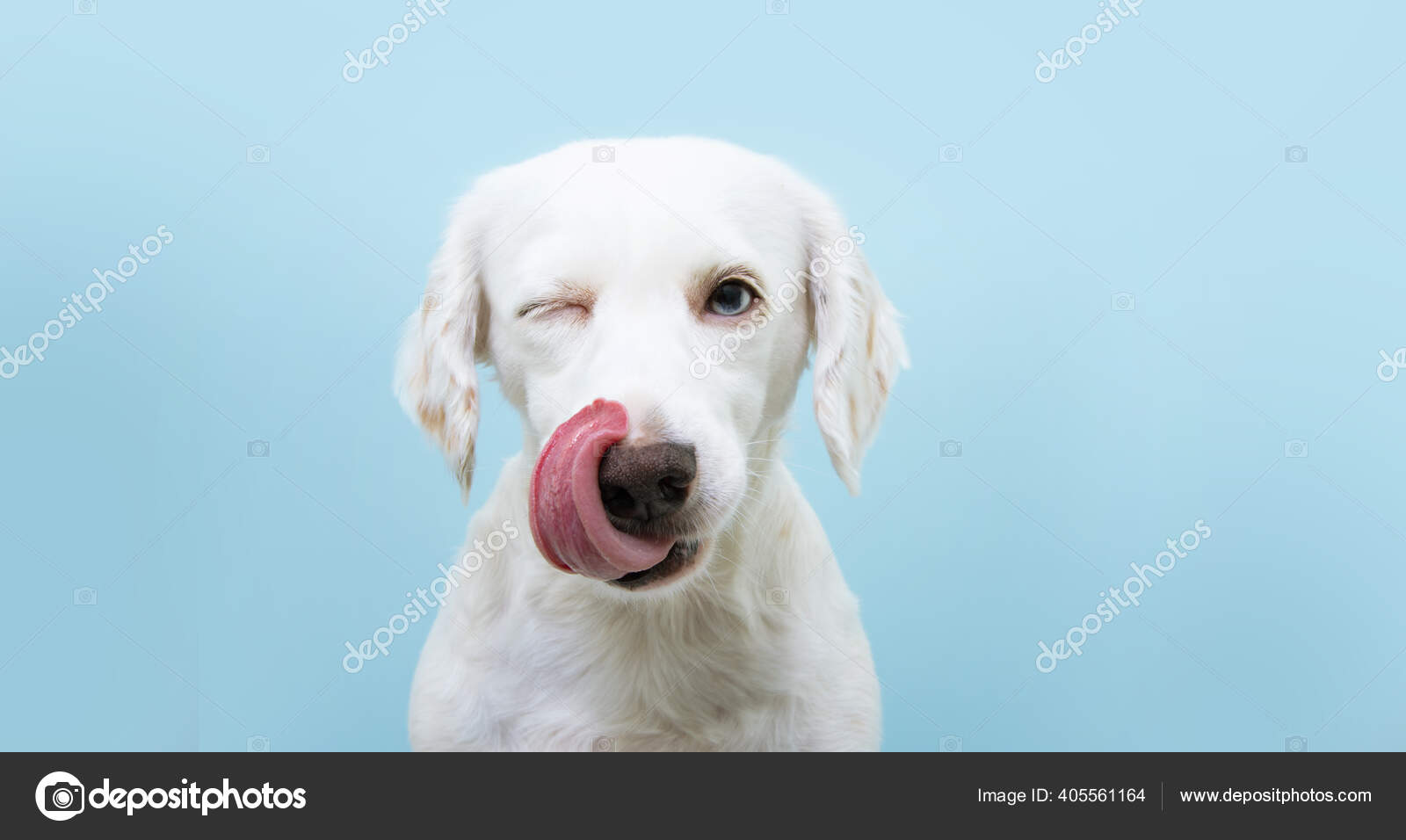 Hungry Funny Hvalp Hund Slikker Sin Næse Med Tungen Blinker — Stock-foto ©  smrm1977 #405561164