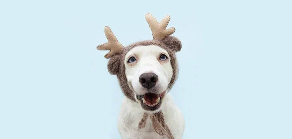 Divertido Retrato Mascota Perro Navideño Con Una Gorra Astas Reno —  Fotos de Stock