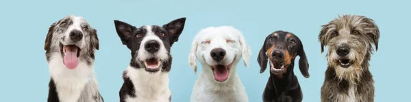 Banner beş mutlu köpek sıralı, mavi bir sırt çantasına gülümsüyor ve gülümsüyor..