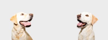 İki Labrador Retriever dilini çıkarıp yukarı bakıyor. Gri arkaplanda izole.