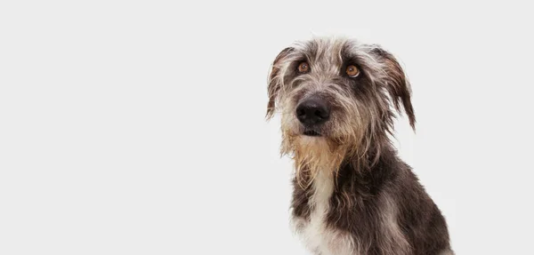 Pensive Attentive Dog Looking Isolated Gray Background — Stock Photo, Image