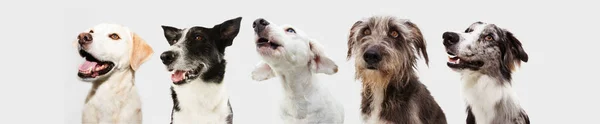 Banner Vijf Pensive Attente Honden Huisdieren Kijken Een Rij Geïsoleerd — Stockfoto