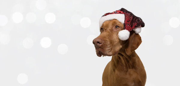 Bannner pointer dog puppy celebrating holidays with a red santa claus hat looking side. Isolated on gray background and defocused christmas llights.