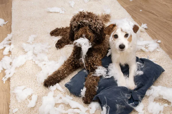 Köpek yaramazlığı. Yastığı ısırdıktan sonra masum bir ifade takınan iki köpek. Ayrılık endişesi ve itaat kavramı.