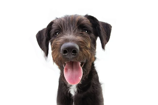 Портрет Щасливої Собаки Посміхається Стирчить Язиком Ізольовані Білому Тлі — стокове фото