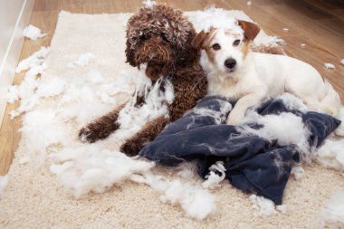 Köpek yaramazlığı. Yastığı parçaladıktan sonra masum bir ifade takınan iki köpek. Ayrılma endişesi ve itaat eğitimi konsepti.