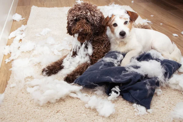 Köpek yaramazlığı. Yastığı parçaladıktan sonra masum bir ifade takınan iki köpek. Ayrılma endişesi ve itaat eğitimi konsepti.
