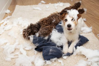 Köpek yaramazlığı. Yastığı parçaladıktan sonra suçlu ifadesi olan iki köpek. Ayrılma endişesi ve itaat eğitimi konsepti.