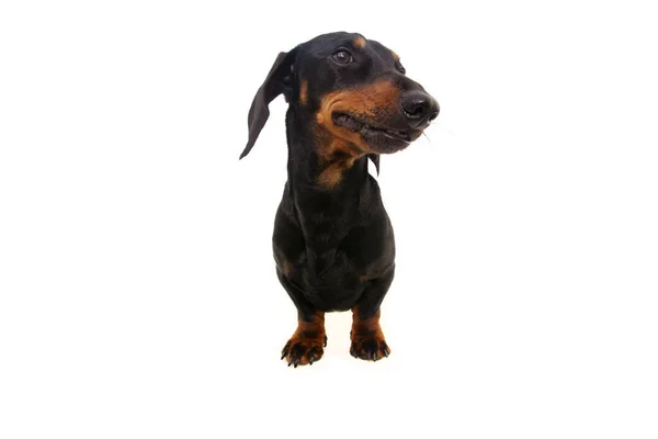 Portrait Little Dachshund Puppy Dog Tilting Head Looking Wayside Isolated — Stock Photo, Image