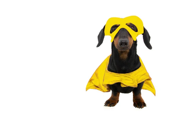 Cachorro Engraçado Vestido Como Super Herói Para Carnaval Halloween Isolado — Fotografia de Stock