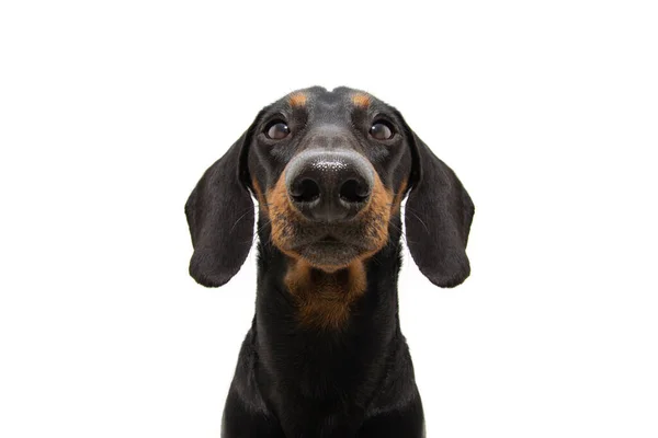 Close Cão Cachorro Dachshund Sério Isolado Sobre Fundo Branco — Fotografia de Stock