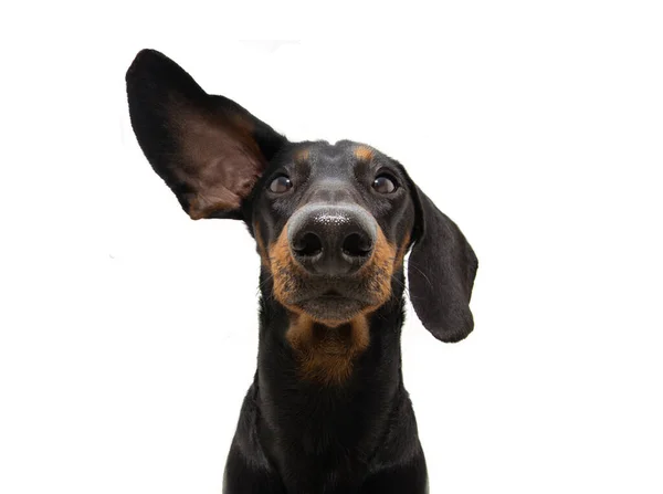 Cão Dachshund Atento Ouvindo Com Uma Orelha Para Cima Isolado — Fotografia de Stock